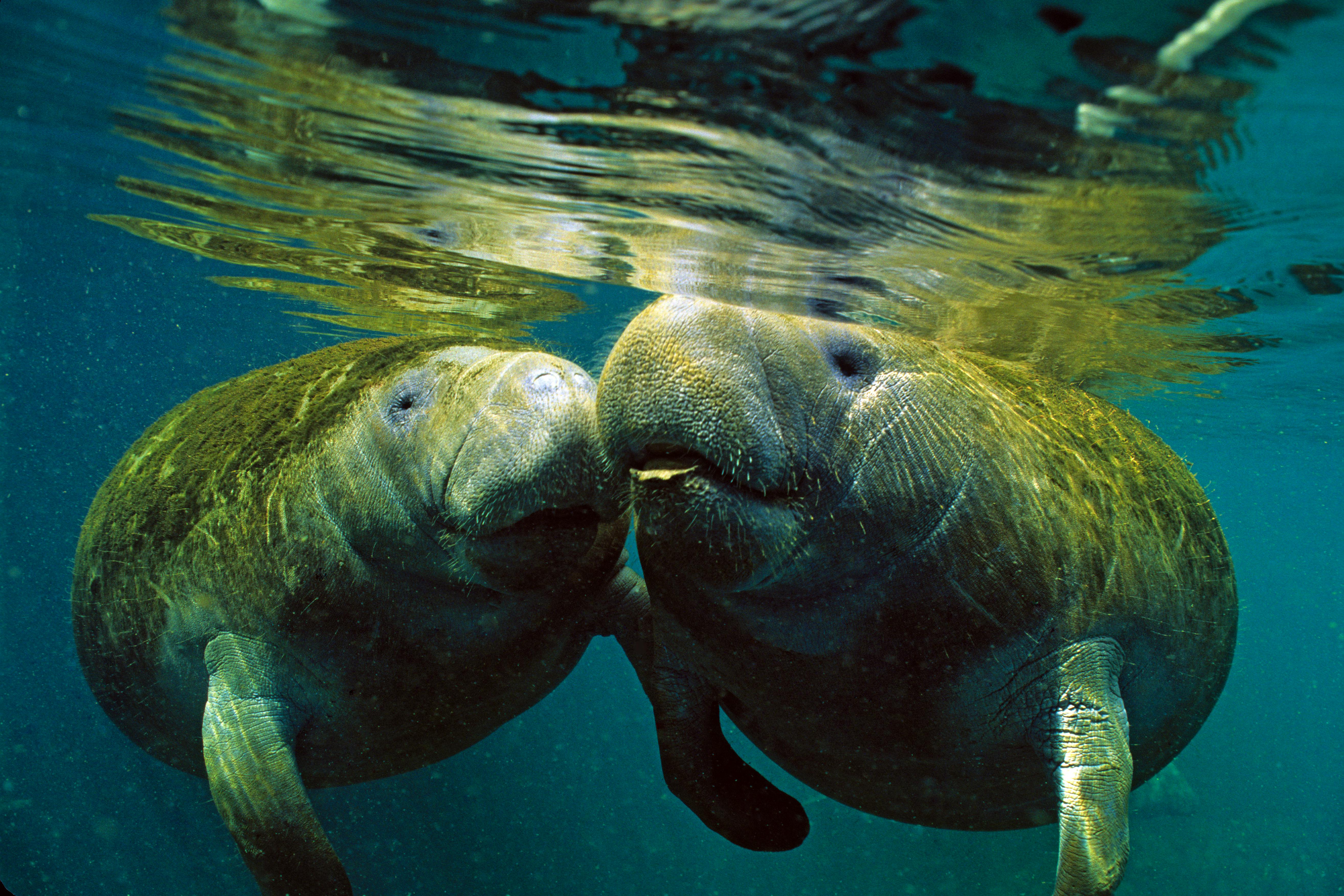 2006.03.23 - Two Florida Manatees - Florida - Dan Bailey-iStockphoto